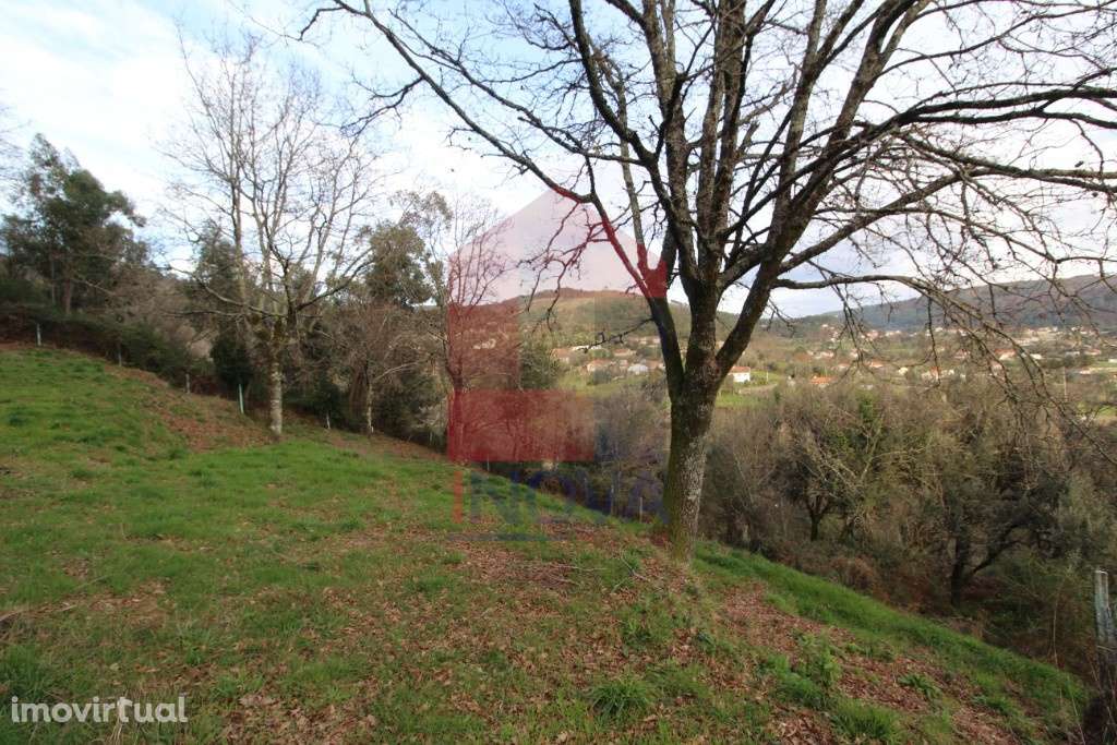 Terreno florestal, Duas Igrejas - Grande imagem: 4/7