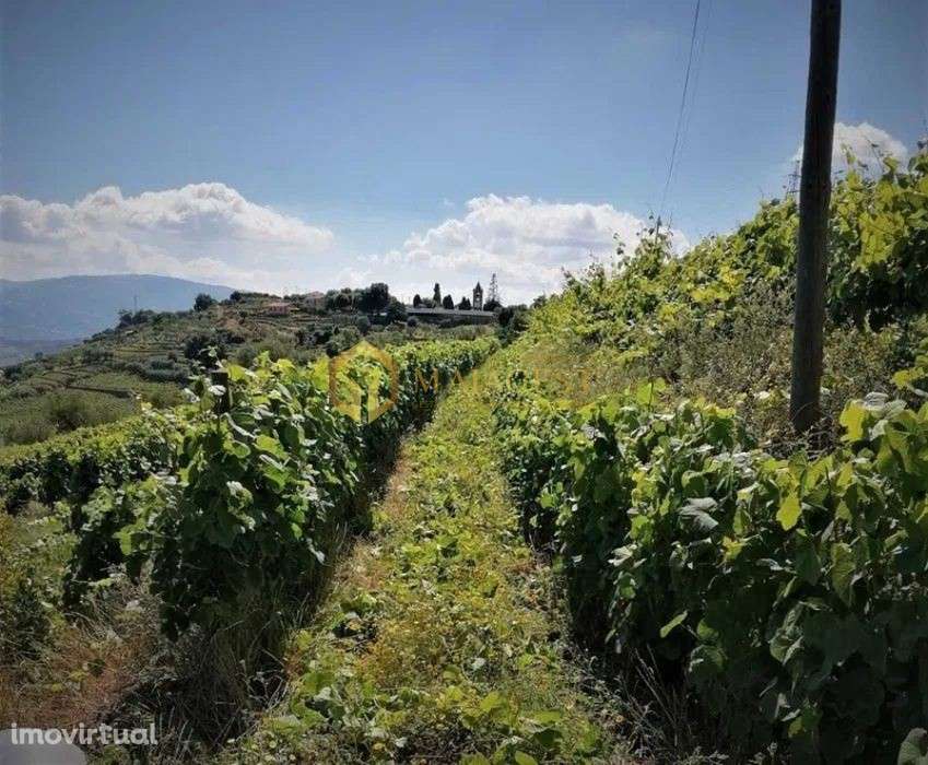Quinta T4 de 4 hectares em Canelas do Douro próximo do Rio Douro - Grande imagem: 2/11