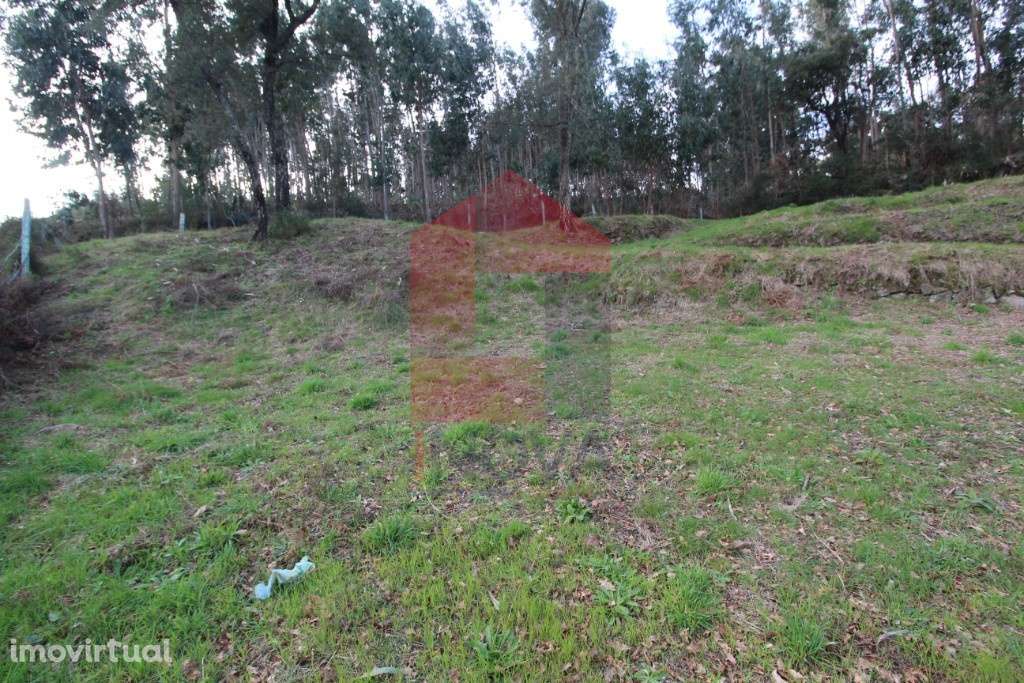 Terreno florestal, Duas Igrejas - Grande imagem: 2/7