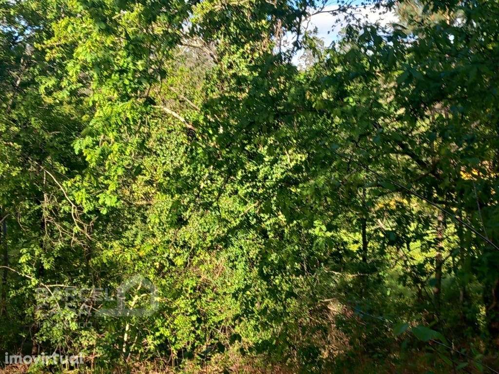 Terreno de construção em Sandiães - Ponte de Lima - Grande imagem: 5/11