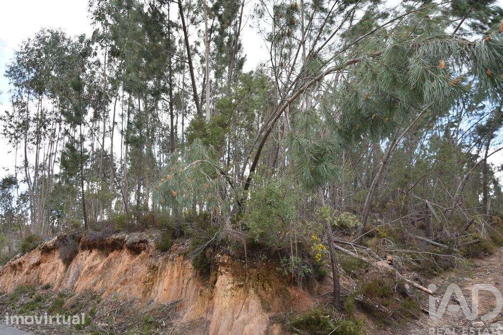 Terreno Agrícola em Chãos - Grande imagem: 3/26