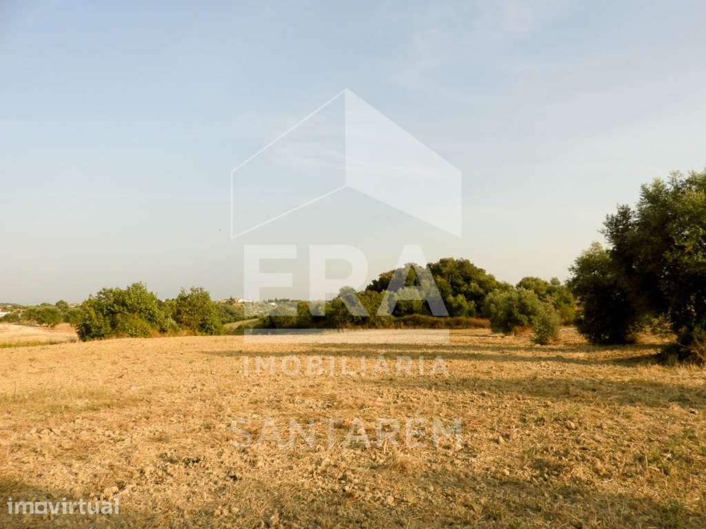 Terreno com Projecto Aprovado para Lar - Grande imagem: 4/12