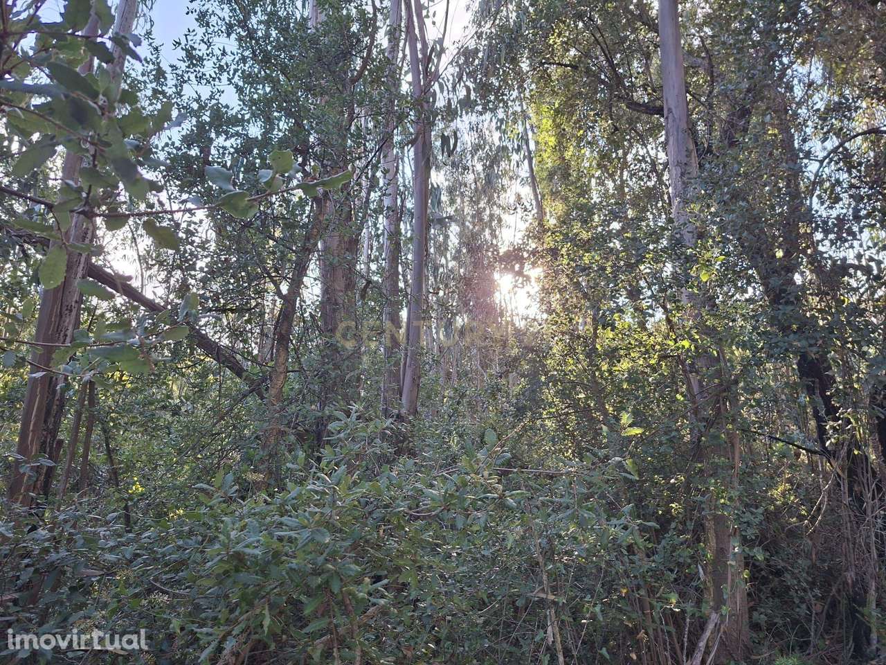 Terreno Agroflorestal em Gesteira, Soure - 9110m² - Grande imagem: 2/17