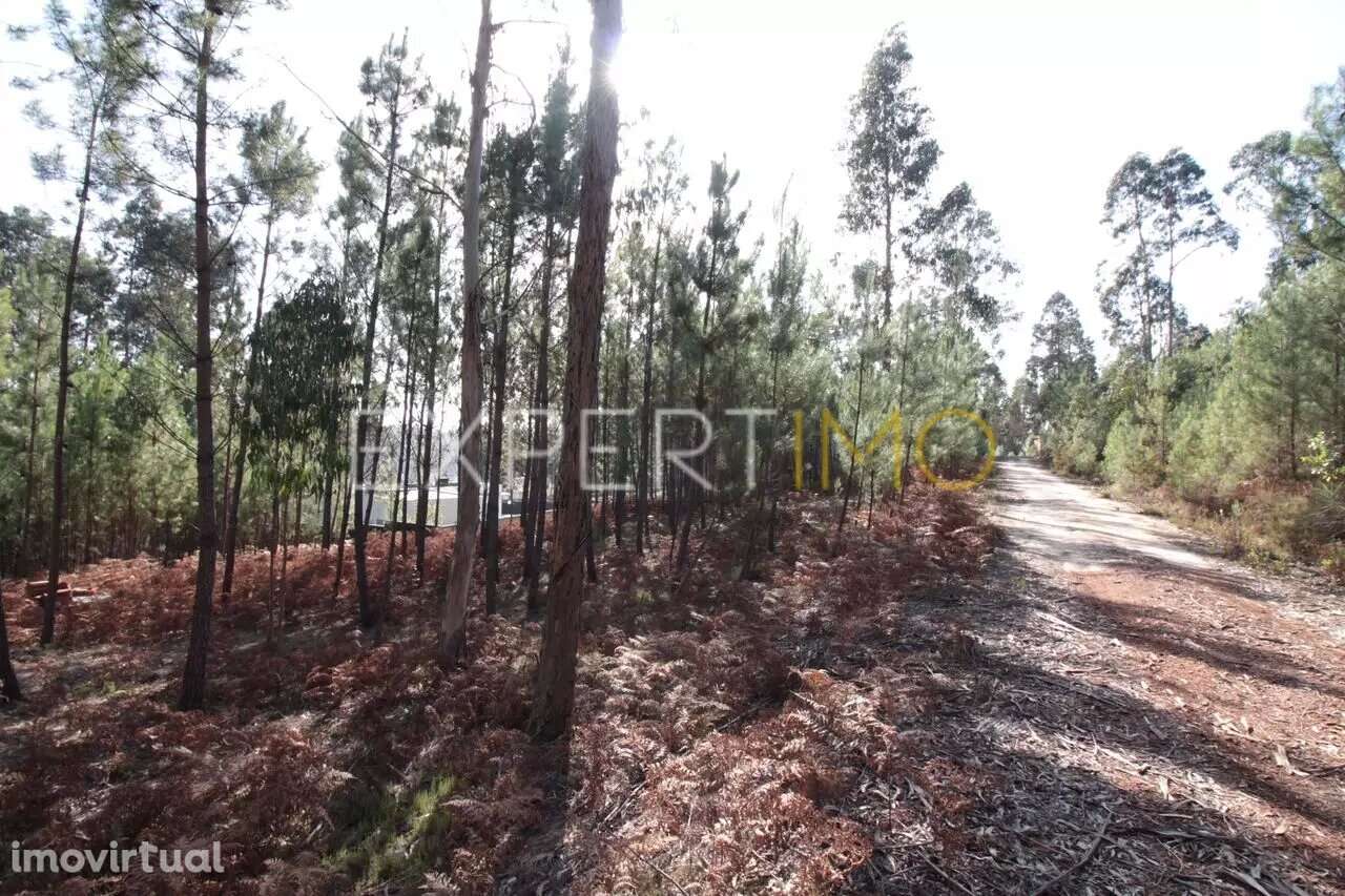 Terreno Com plantação de eucaliptos e pinheiros - Ourém - Grande imagem: 4/5