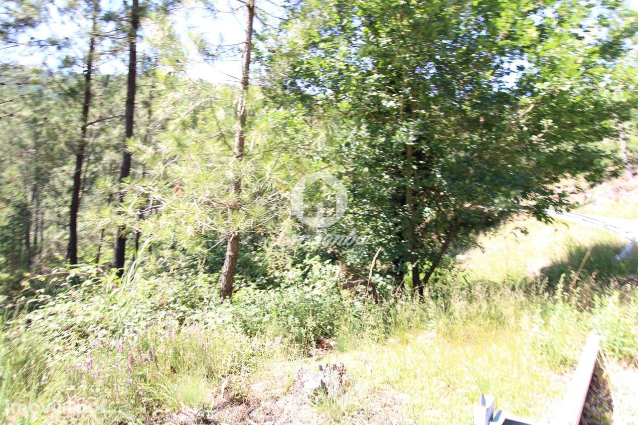 Terreno rustico com 1.200m2 em Terras do Bouro - Grande imagem: 3/4