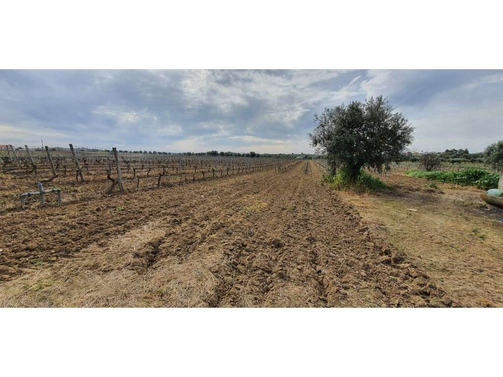 Quinta com 25.000 m2 em Reguengos de Monsaraz - Grande imagem: 5/25
