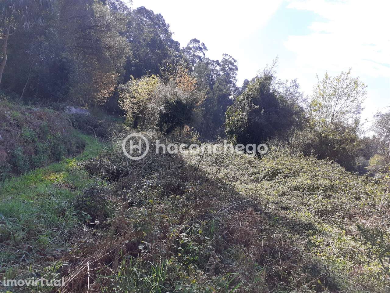 Terreno agricola Alvito São Pedro Barcelos - Grande imagem: 5/10