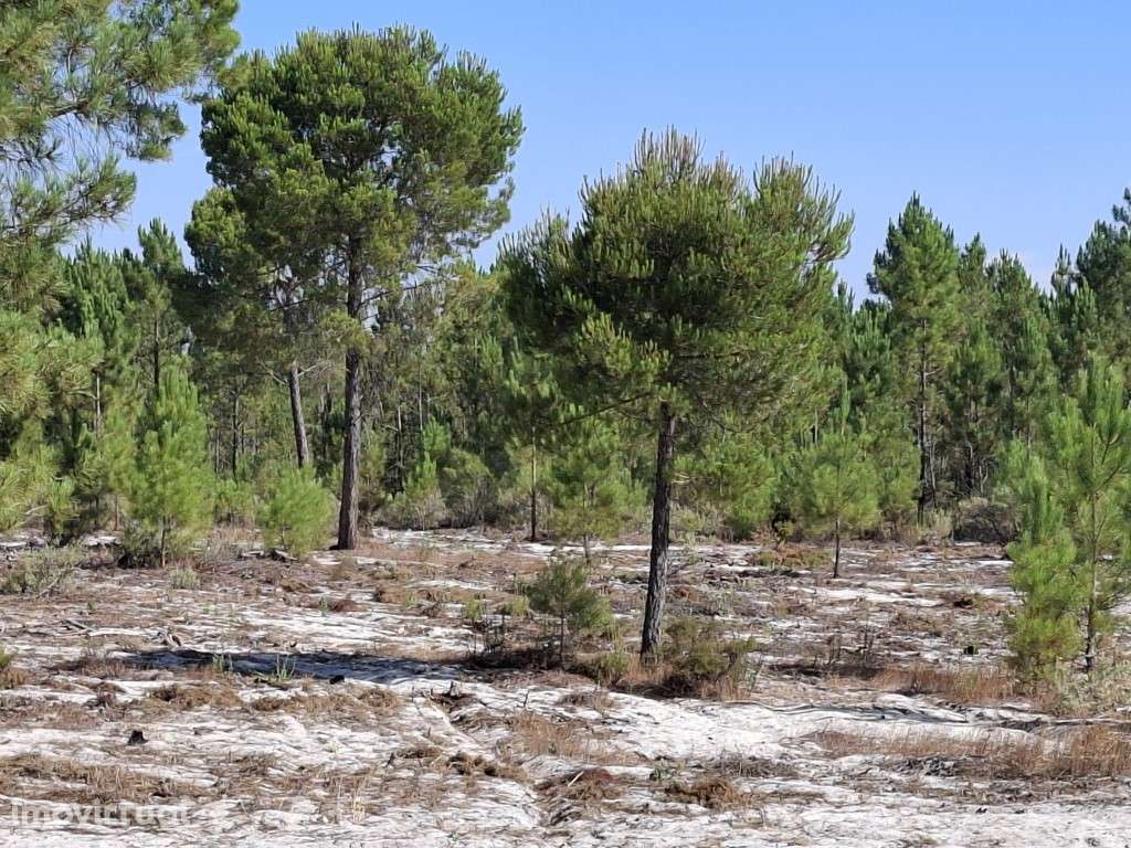 Excelente Propriedade - Grândola - Grande imagem: 5/5