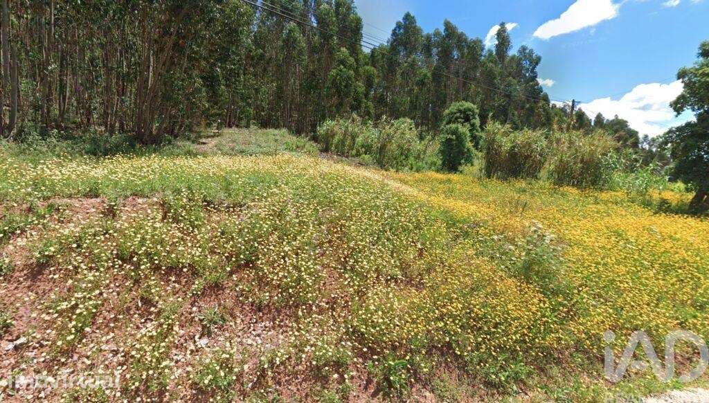 Terreno Agrícola em Rio Maior