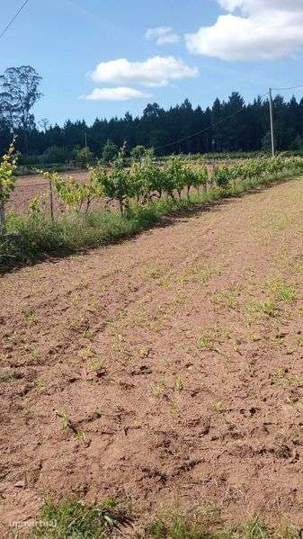 Terreno rustico agrícola RAN A1 - Grande imagem: 2/2