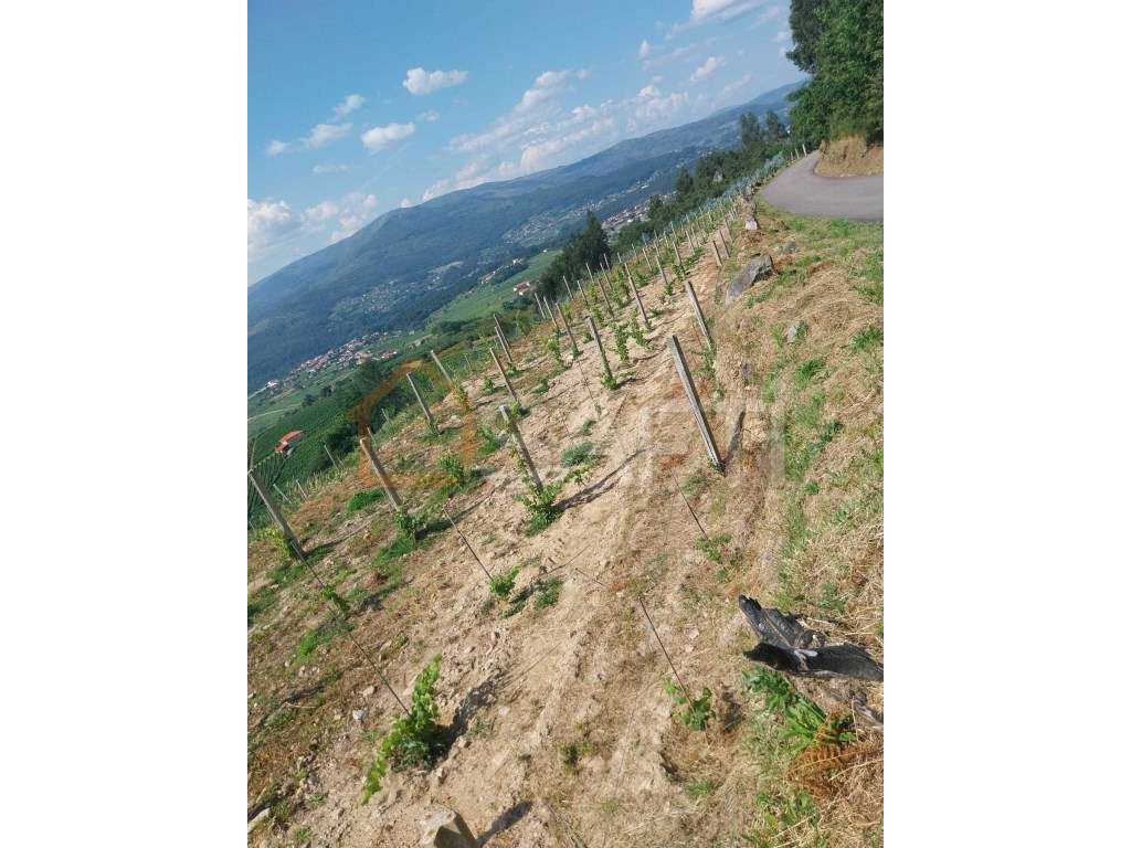 Terreno Rustico - Grande imagem: 5/11