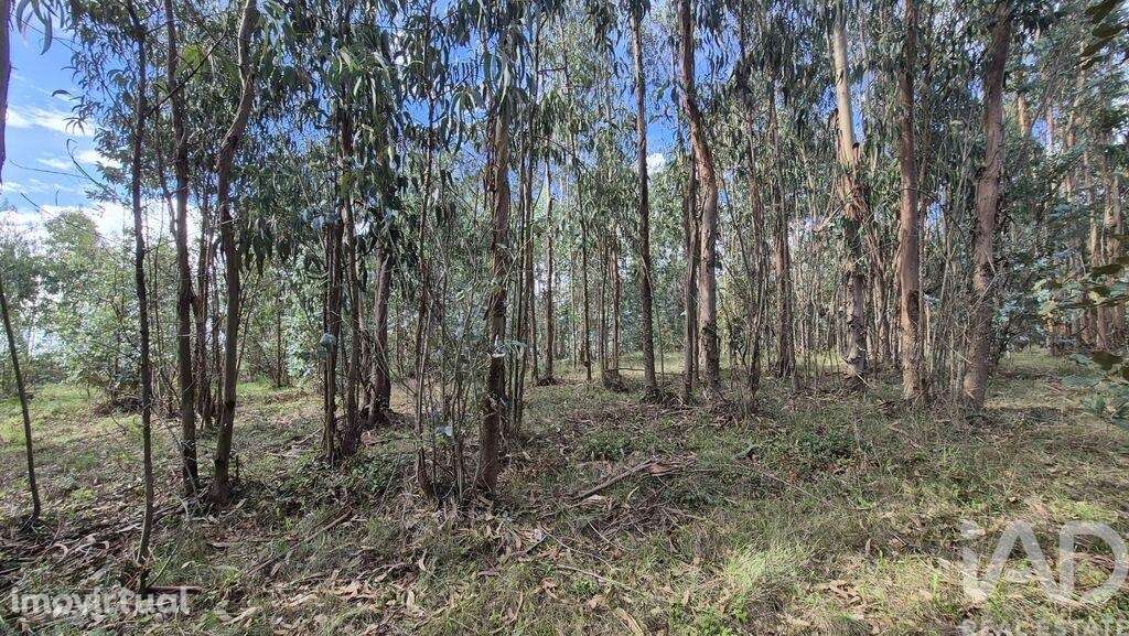 Terreno para construção em Pedreiras - Grande imagem: 4/23