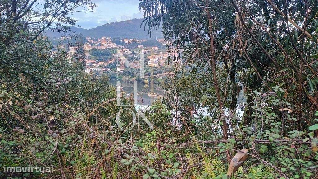 OPORTUNIDADE – Terreno Rústico com Vista para o Rio Douro | 8.038 m - Grande imagem: 5/8