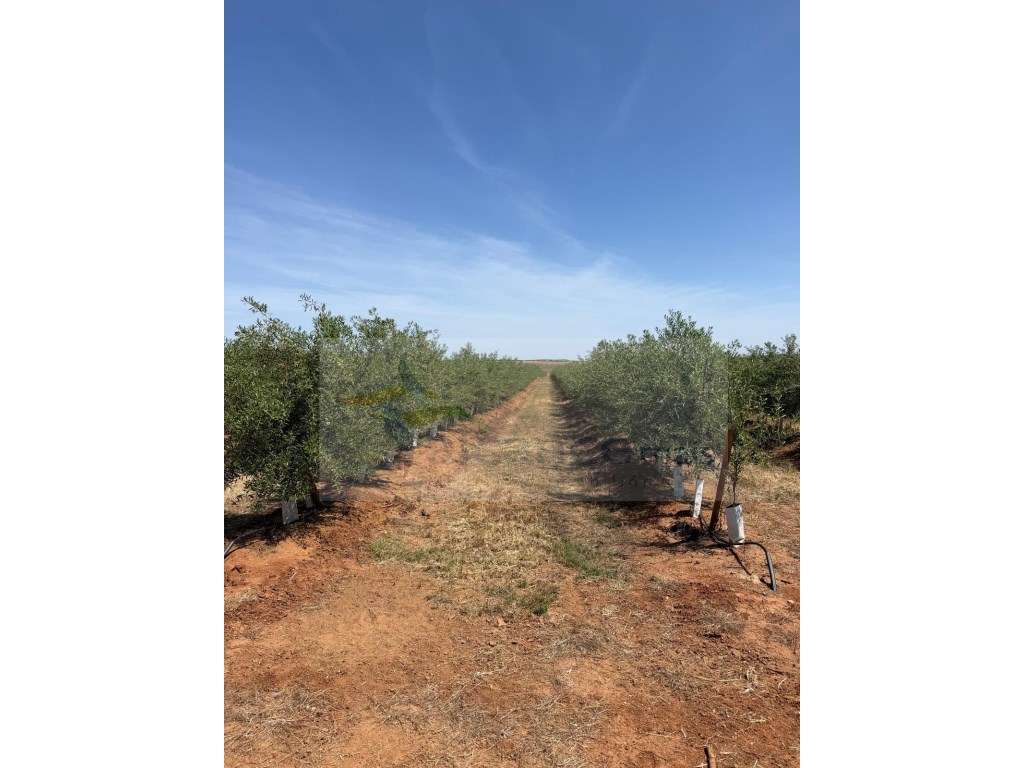 Venda de Sociedade Agrícola com Olival Superintensivo de Elevada Re... - Grande imagem: 4/10