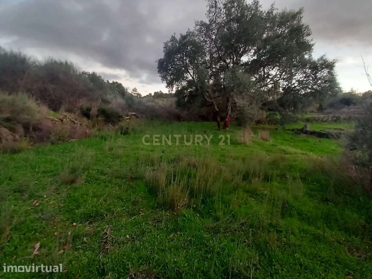 Terreno rústico 5,1ha, em Benquerenças, Castelo Branco - Grande imagem: 2/9