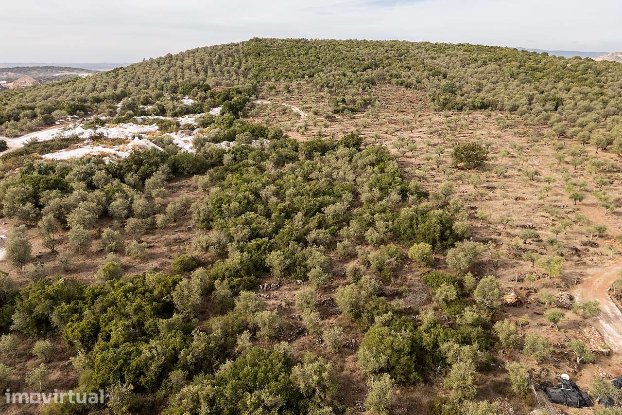 Terreno rústico c/ 7 750 m² e Olival em Vila Viçosa, Évora - Grande imagem: 3/8