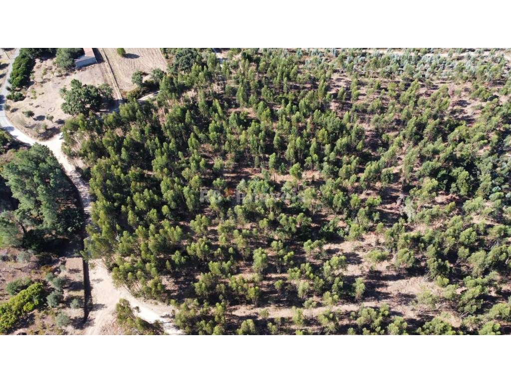 5 Terrenos de Eucaliptal - Carril, Tomar - Grande imagem: 3/8