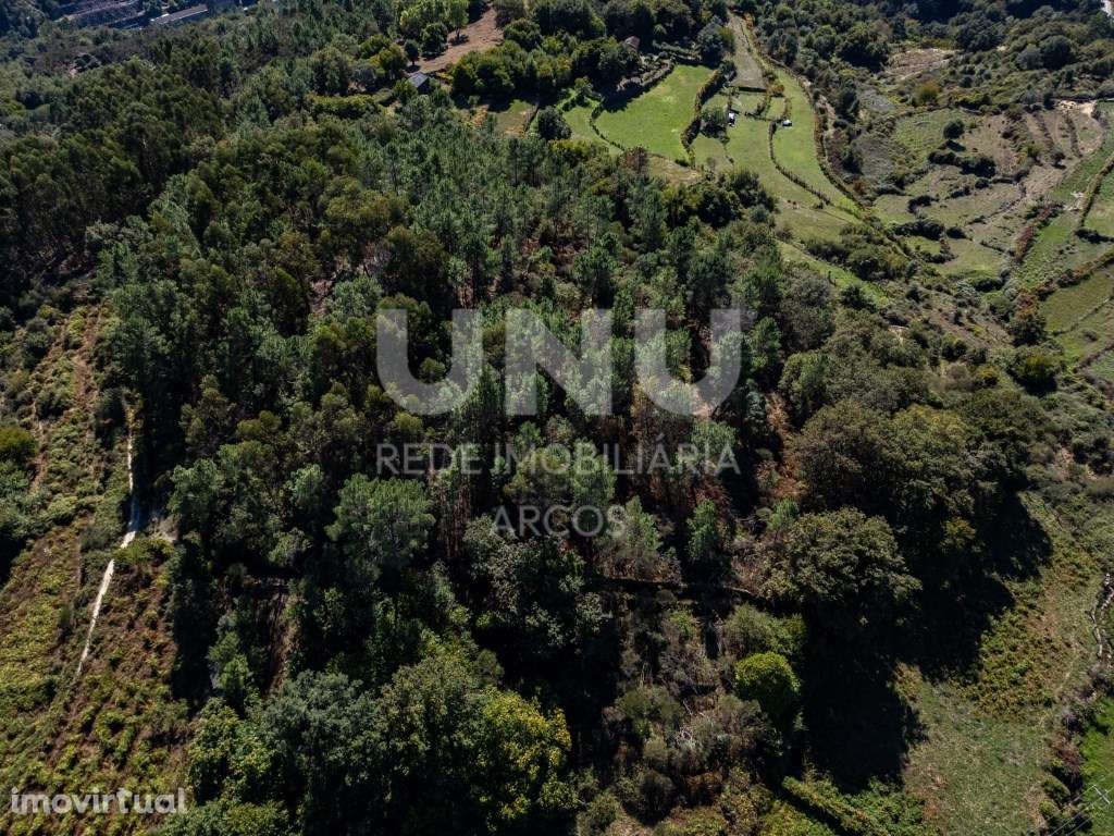 Bouça com carvalhos, pinheiros e castanheiros. - Grande imagem: 2/6