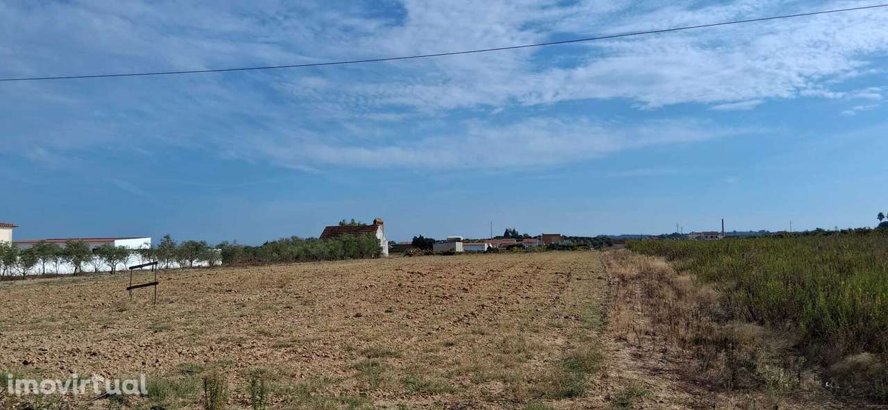 Terreno 5500 m2 - Viabilidade de Construção - Frade de Cima/Alpiarça - Grande imagem: 3/4
