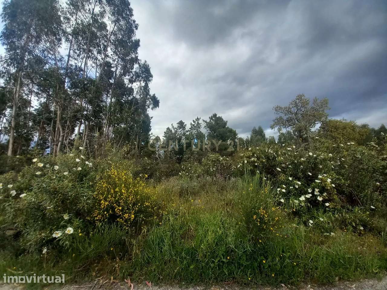 Terreno Panorâmico em Sarnadas de Ródão, Castelo Branco - Grande imagem: 5/7