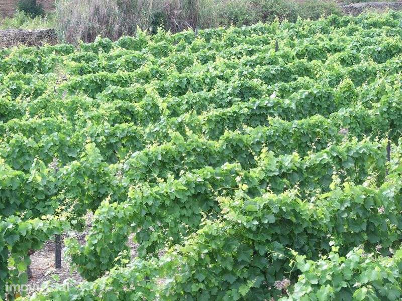 Douro: Quinta com Vinha e Oliveiras - Grande imagem: 4/6