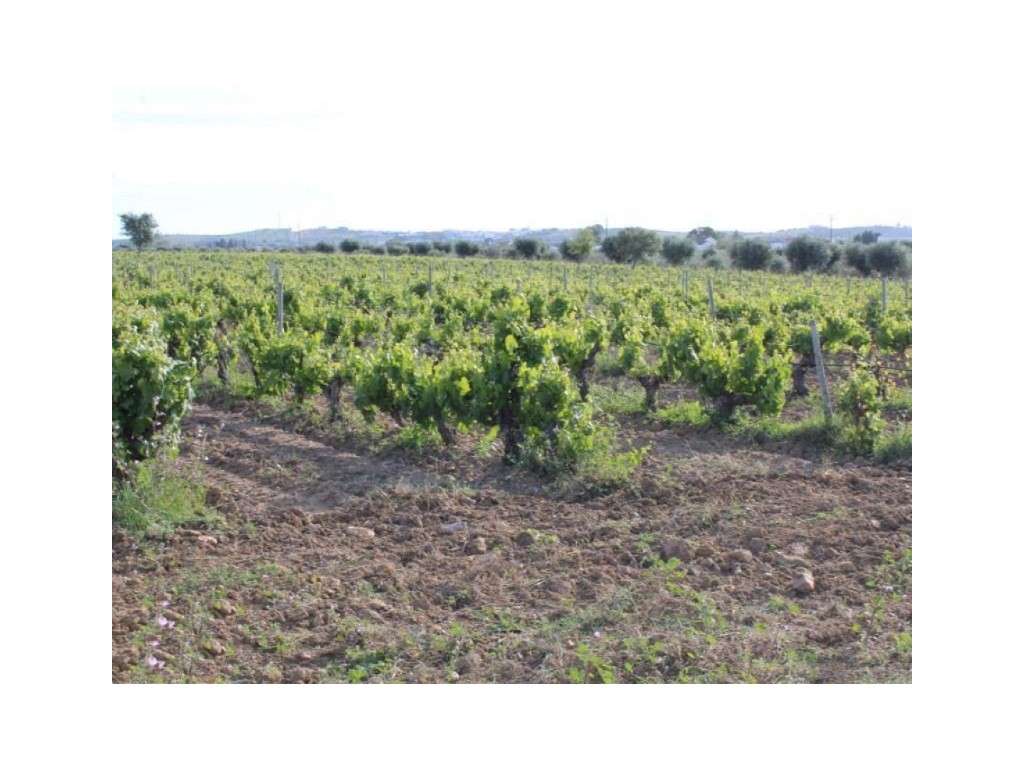 Quinta vinícola e olival, próximo da Vila de Redondo - Grande imagem: 2/10