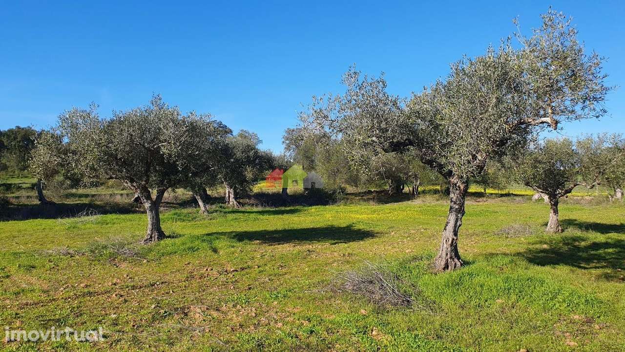 Olival com vinha centenária - Grande imagem: 5/29