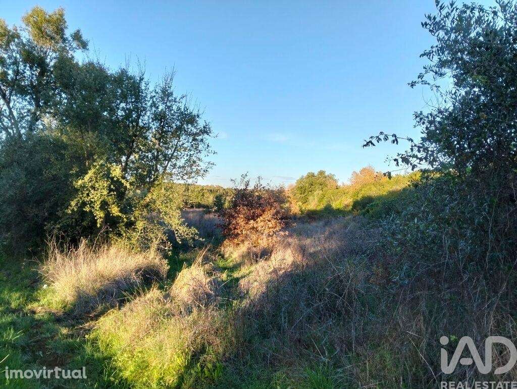 Terreno em Almoster - Grande imagem: 3/30