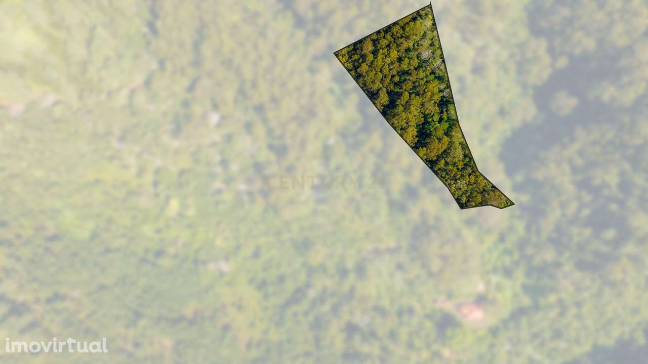 Terreno Rústico Floresta Mista com 6.600 m2 - Morena, Santa Cruz, Made - Grande imagem: 3/13