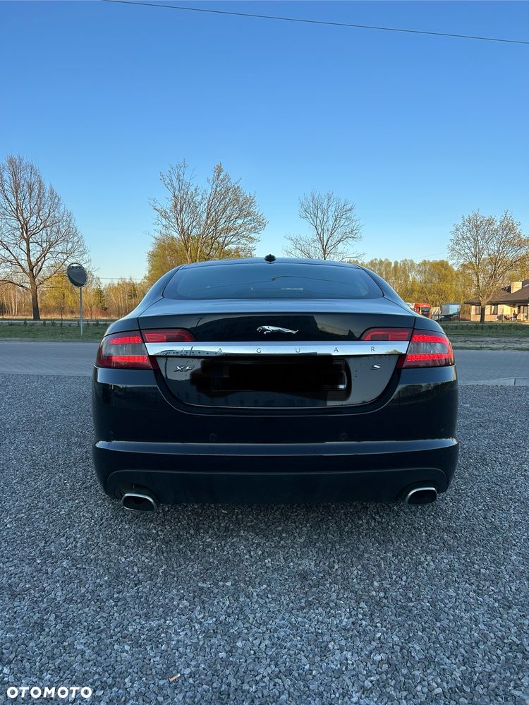 Jaguar Inny - 6