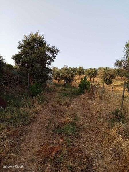 Terreno com olival - Grande imagem: 5/7