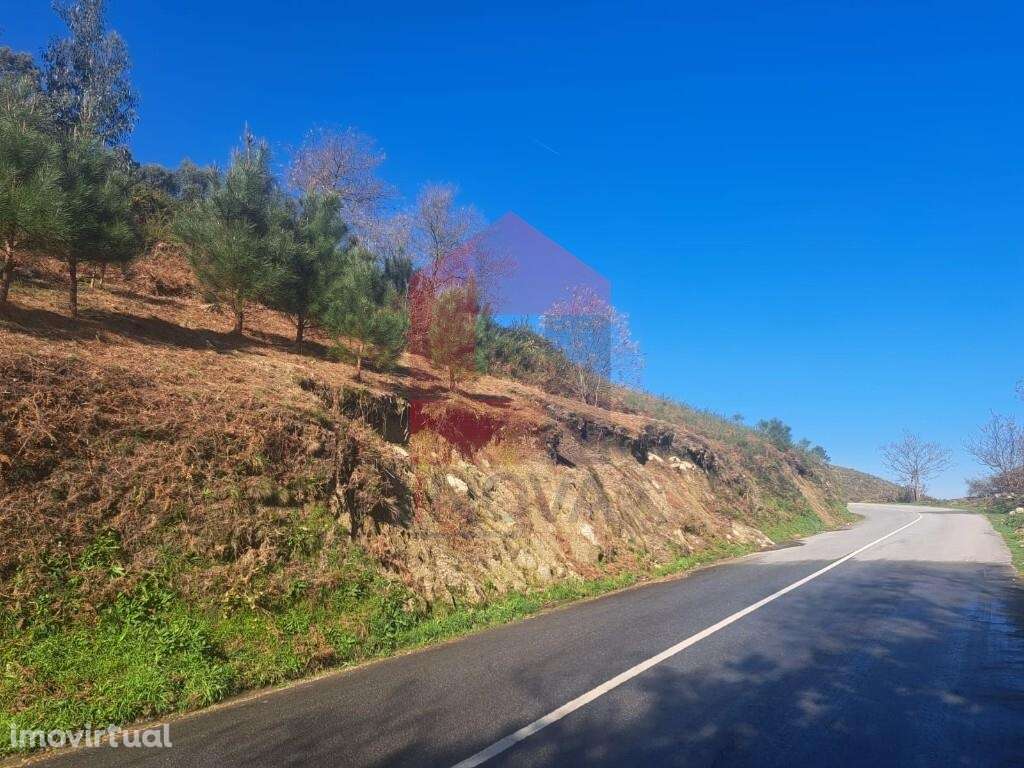 Terreno florestal, Valões - Grande imagem: 3/9