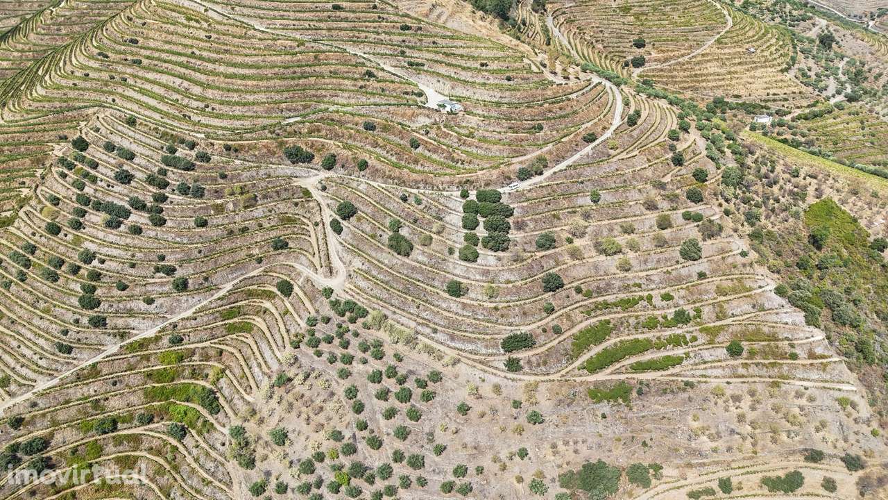 Farm with productive vineyard in the Douro Demarcated Region — São Joã - Grande imagem: 2/28