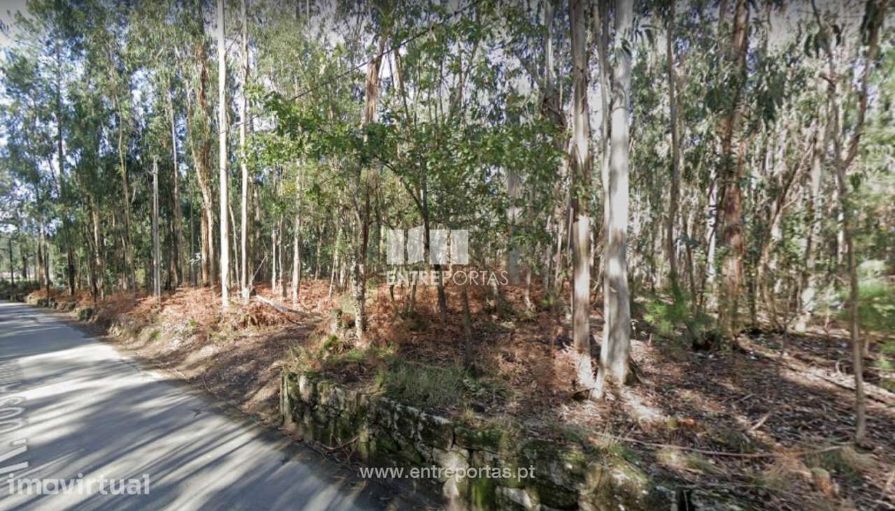 Venda de Terreno Florestal com 9000m2, Pereira, Barcelos - Grande imagem: 2/3