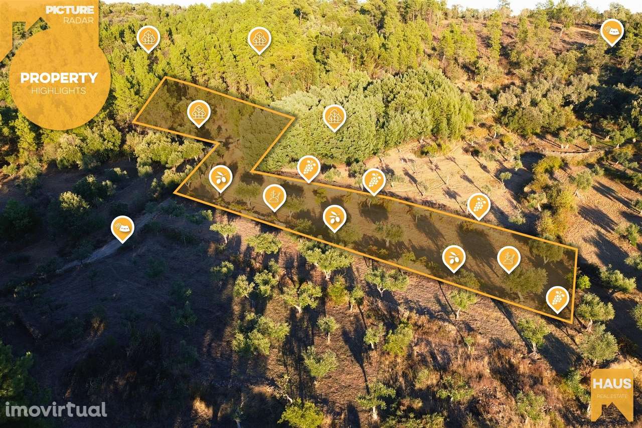 Terreno Rústico de 2.900 m² em Juncal do Campo – Castelo Branco. - Grande imagem: 3/27