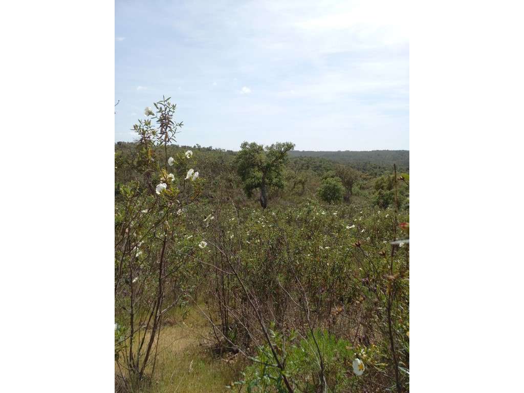 Terreno Rústico na Serra de Grândola - Grande imagem: 3/5