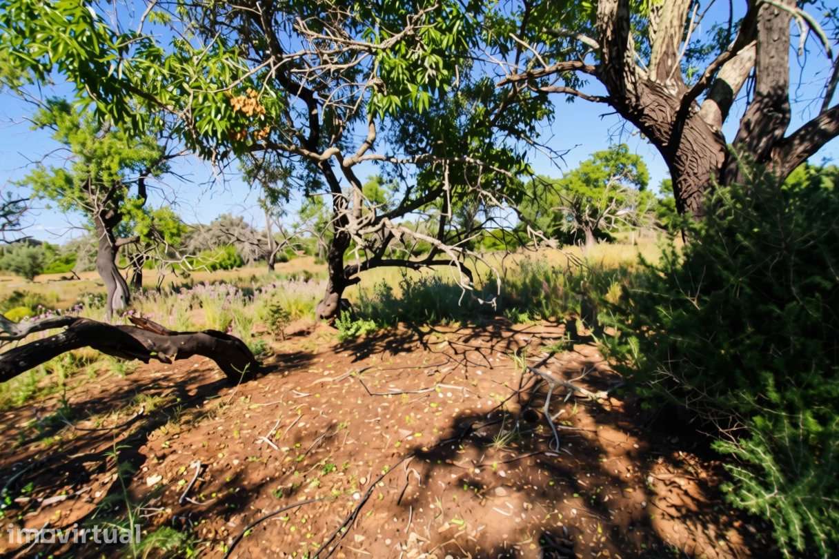 Terreno rústico plano com 2920 m2 perto de Estoi, Faro