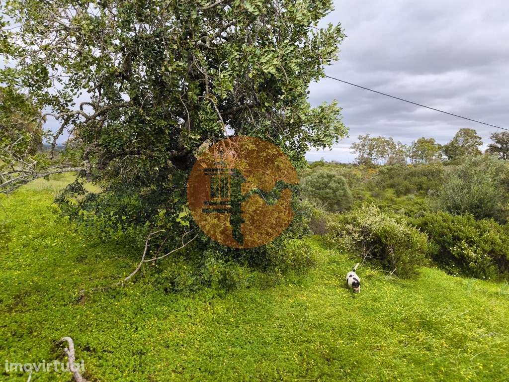 TERRENO RUSTICO COM 1.6 HECTARES - PRÓXIMO A ELETRICIDADE - PRÓXIMO... - Grande imagem: 3/28