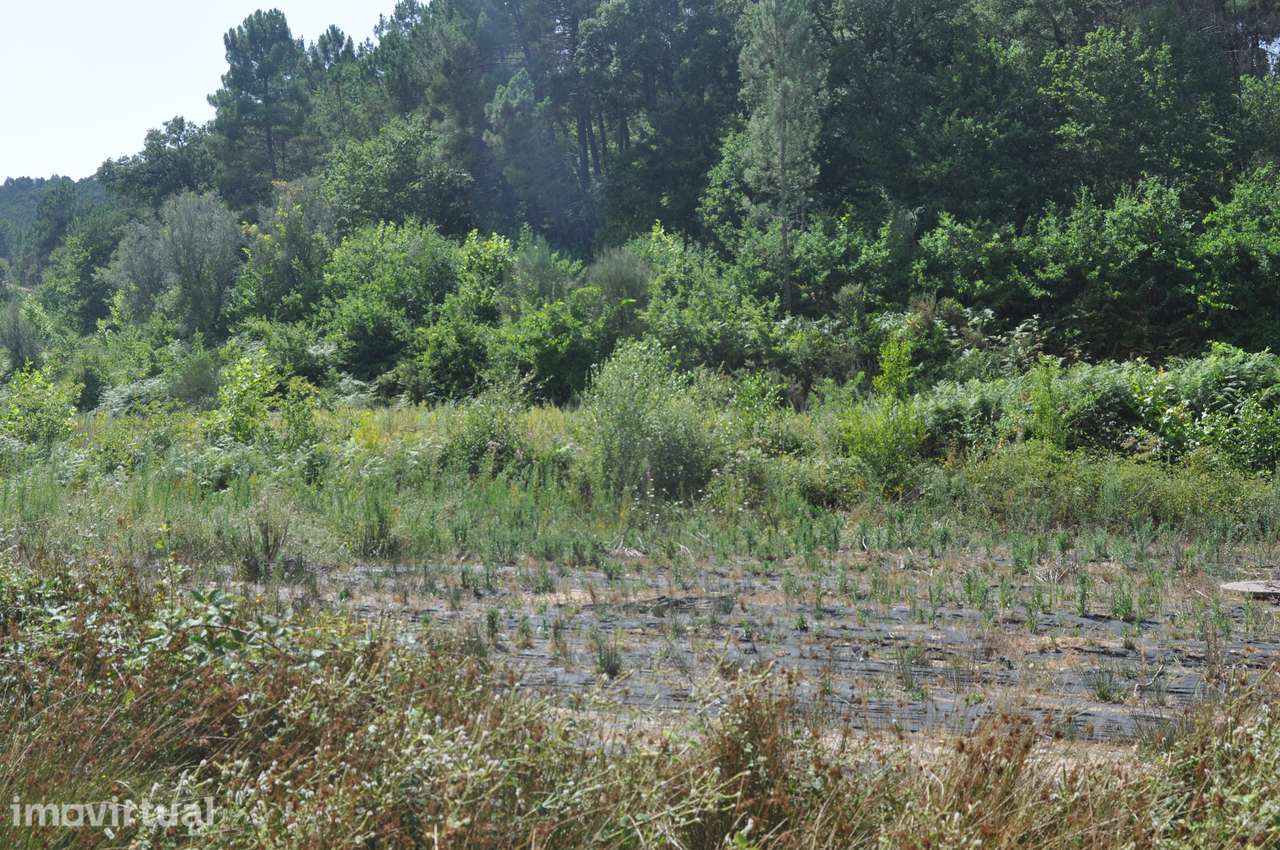 Excelente quinta com 6,1 Hectares — Celorico de Basto - Grande imagem: 5/22