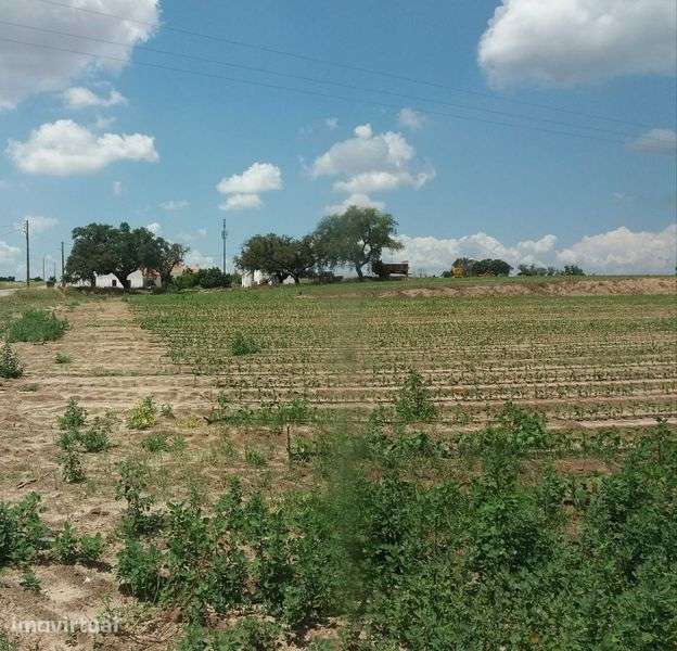 Vende-se terreno de 20000m2 em Paço dos Negros - Almeirim - Grande imagem: 2/2