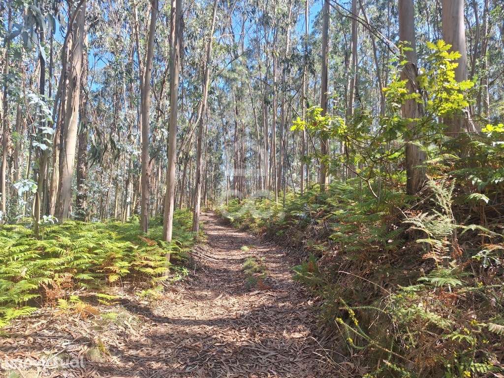 Terreno Eucaliptal em Vale S. Cosme!! - Grande imagem: 4/21