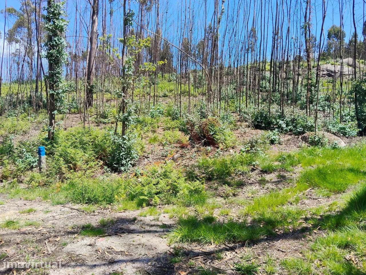 Terreno Rústico com 2.603,87 m² em Seidões, Fafe - Grande imagem: 5/5