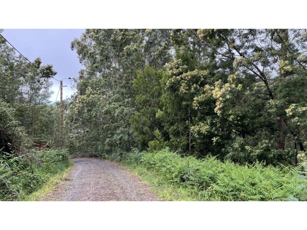 Lote do terreno no Funchal para agricultura - Grande imagem: 5/7