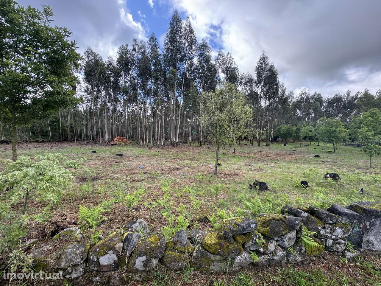 Terreno - Oliveira de Frades - Grande imagem: 2/18