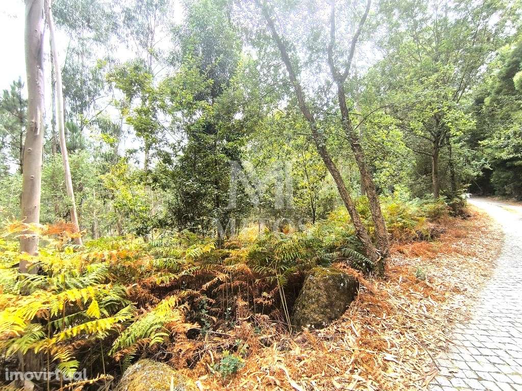 Terreno rústico em Aguiar - Grande imagem: 2/11