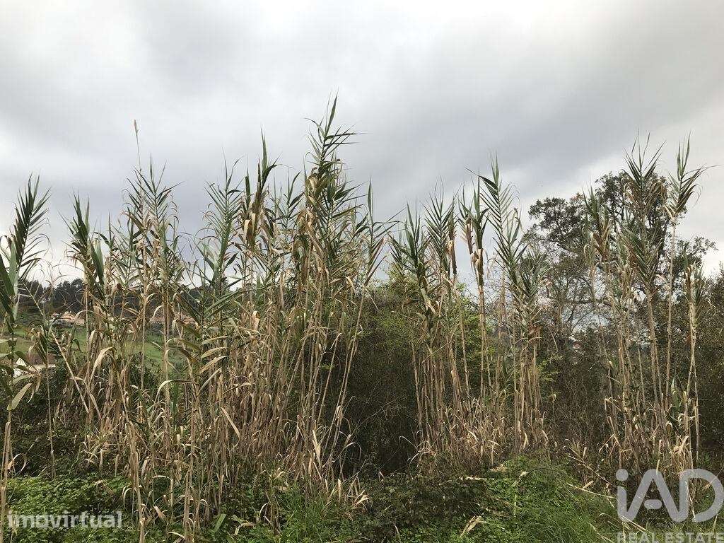 Terreno em Santiago e São Simão de Litém e Albergaria dos Doze de 840, - Grande imagem: 2/24