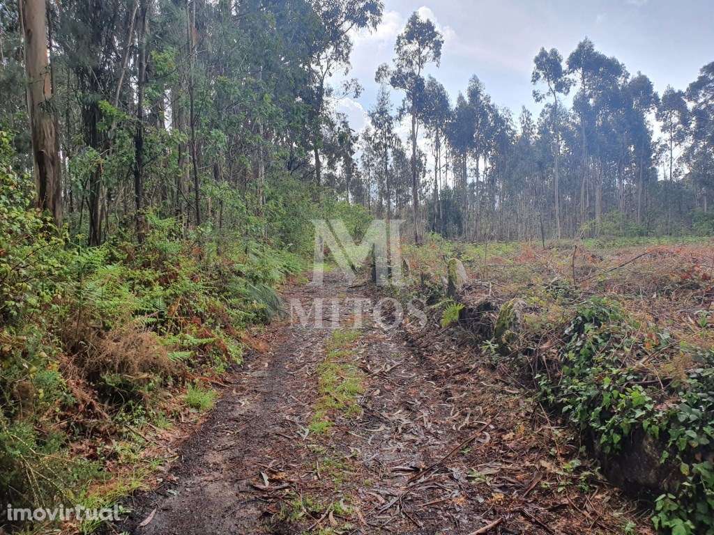 Terreno Aplanado Zona Industrial - Vila de Punhe/Barroselas - Grande imagem: 3/7