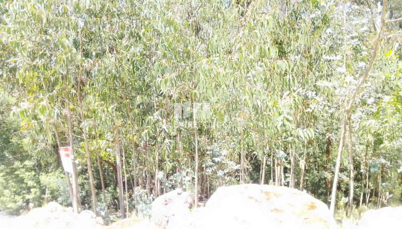 Venda Terreno, Praia Fluvial, Espadanedo, Cinfães - Grande imagem: 4/35