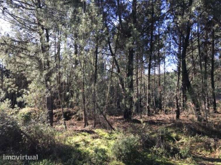 Terreno em Vila Real - Grande imagem: 2/4