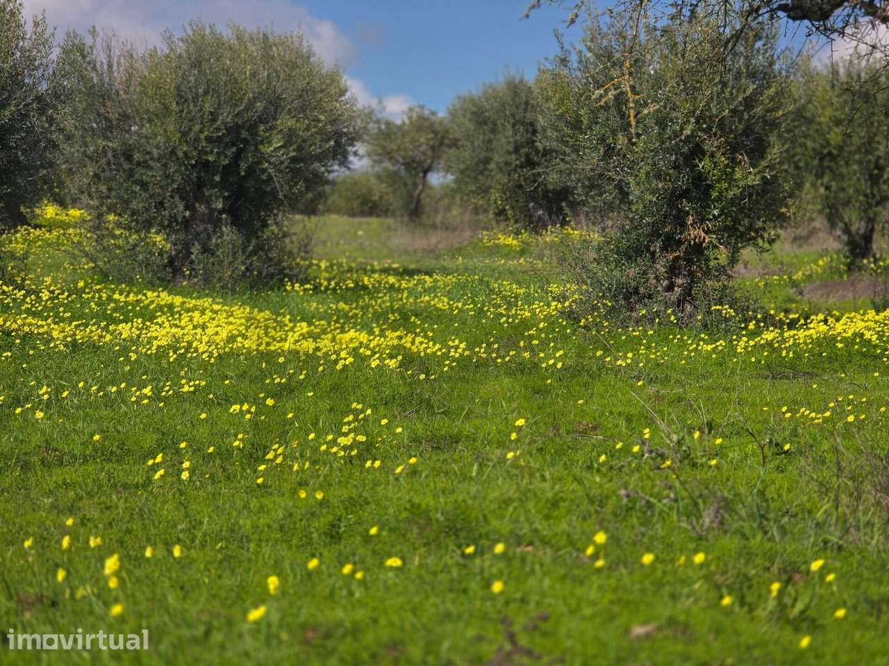 Terrenos agrícola junto à aldeia de Pedrógão do Alentejo - Vidigueira - Grande imagem: 2/24